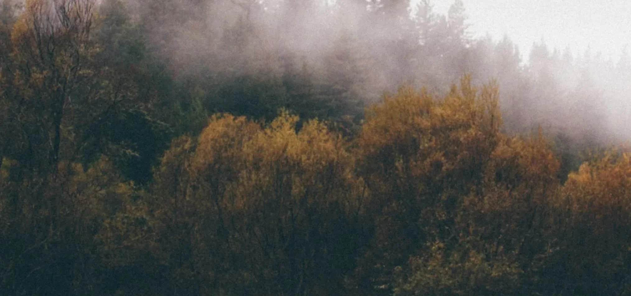 Misty autumn landscape with colorful trees and foggy atmosphere showcasing nature photography and fall scenery.